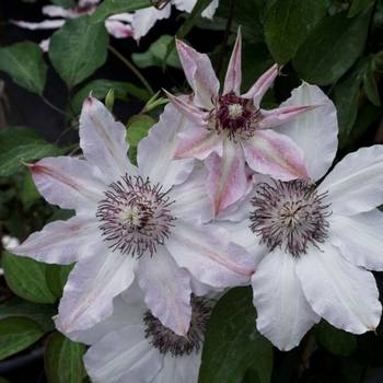 Клематис ‘Fair Rosamond’ (Clematis ‘Fair Rosamond’)